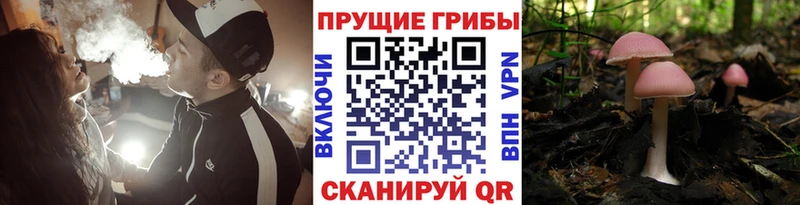 OMG как войти shop какой сайт Галлюциногенные грибы прущие грибы Геленджик