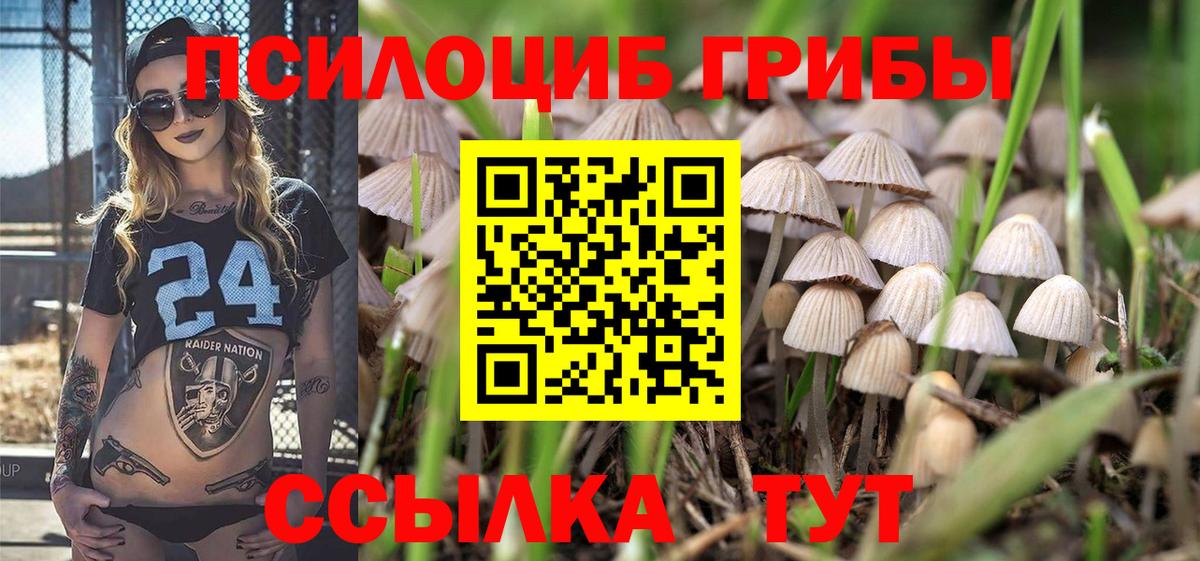 Псилоцибиновые грибы Psilocybe  Вход с VPN  где купить наркоту  Геленджик 